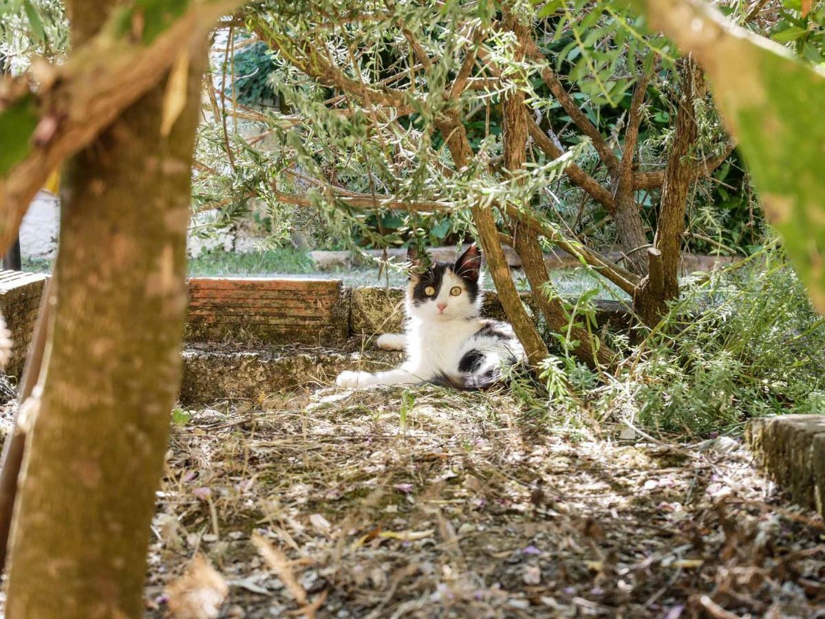 Yiannis Apartments Agios Georgios Pagoi Corfu アギオス・ゲオルギオス・パゴン エクステリア 写真