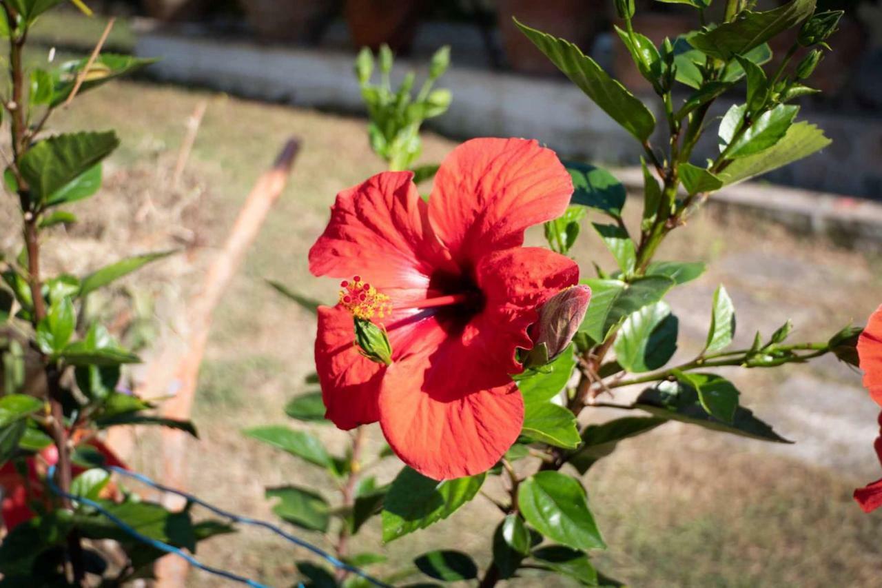 Yiannis Apartments Agios Georgios Pagoi Corfu アギオス・ゲオルギオス・パゴン エクステリア 写真