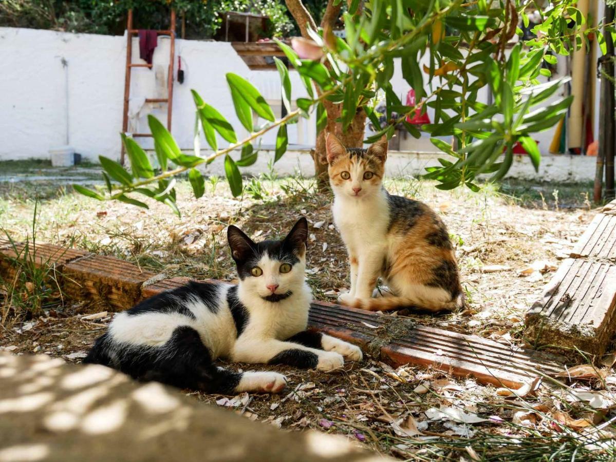 Yiannis Apartments Agios Georgios Pagoi Corfu アギオス・ゲオルギオス・パゴン エクステリア 写真